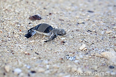 Green Sea Turtle