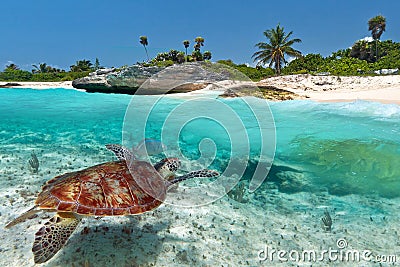 Green sea turtle near Caribbean beach