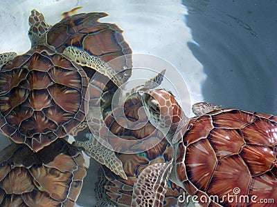 Green Sea Turtles-Group