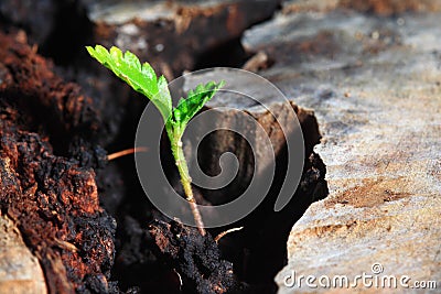 Green seedling concept of new life over old tree