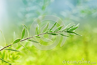 Green shoot with dew drops, natural ecological background