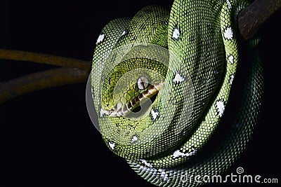 Green snake coiled amazon jungle boa reptile