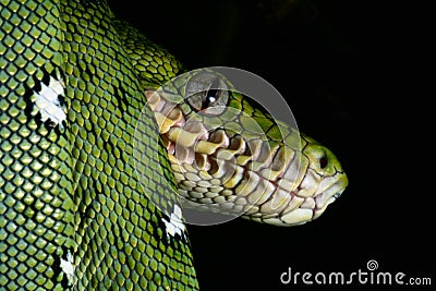 Green snake Emerald boa rainforest reptile serpent