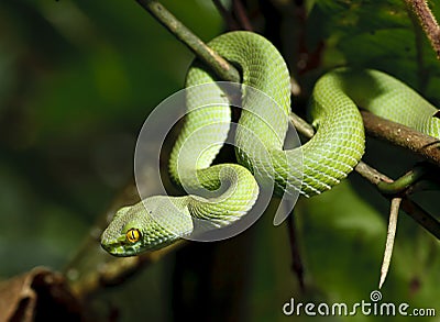 Green snake in rain forest