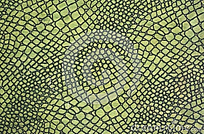 Green snake skin