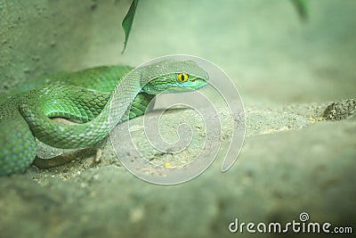 Green snake in Thailand jungle