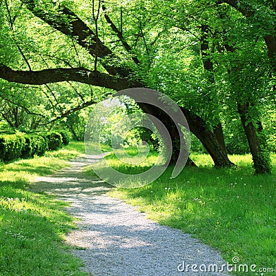 Green spring forest with small path