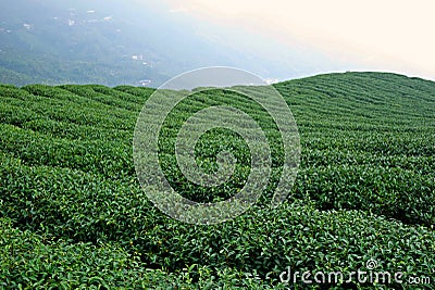 Green tea plantation field on the mountain