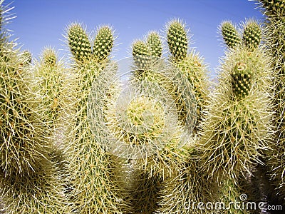 Green thorny Cacti