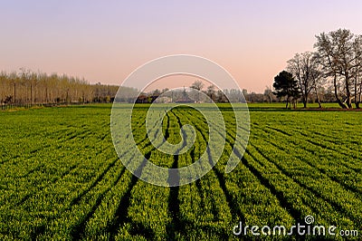 Green tilled harvest field at sunset in Edirne Turkey