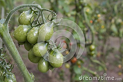 Green tomatoes on the bush, growing vegetables