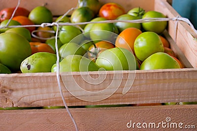 Green tomatoes in wood box