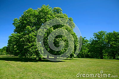 Green tree and blue sky