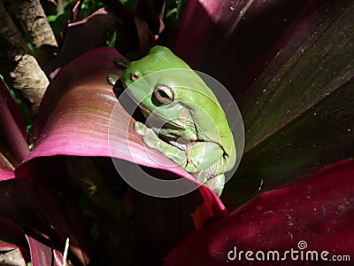 Green Tree Frog on Red Leaf.