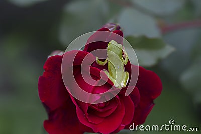 Green Tree Frogs and Red Roses