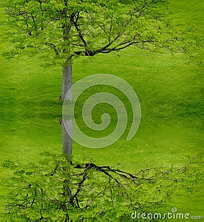 Green Tree on Green Hill