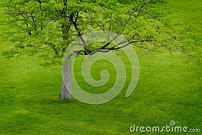 Green Tree on Green Hill