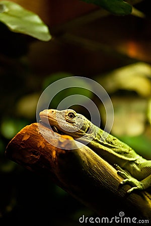 Green Tree Monitor