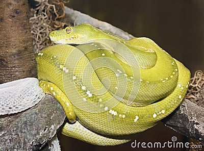 A Green Tree Python Coiled After Shedding