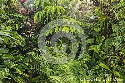 Green tropical background rainforest