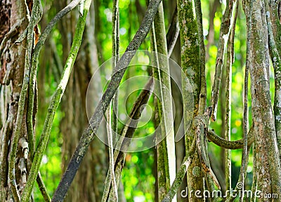 Green tropical rainforest. Green background