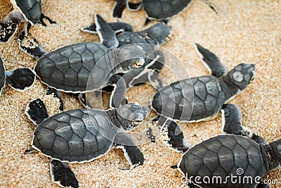 Green turtle hatchlings
