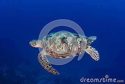 Green Turtle swimming in blue water near a coral reef