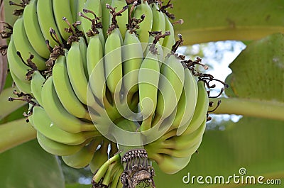 Green Unripe Bananas in Thailand