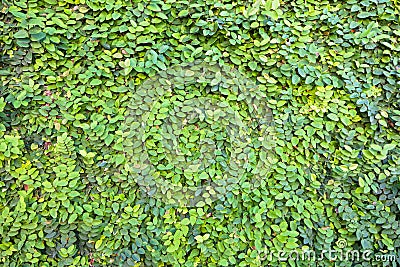 Green Vine Background