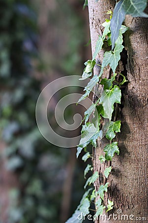 Green vine growing on tree