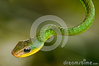 Green Vine Snake