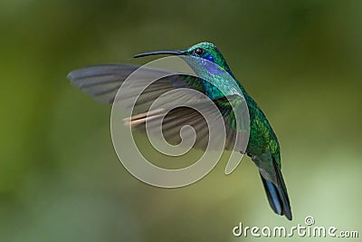 Green Violet-ear Hummingbird in Costa Rica