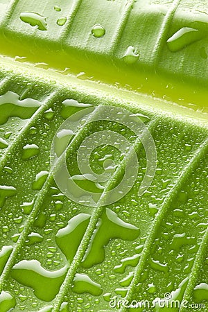 Green Water Drops Leaf Background