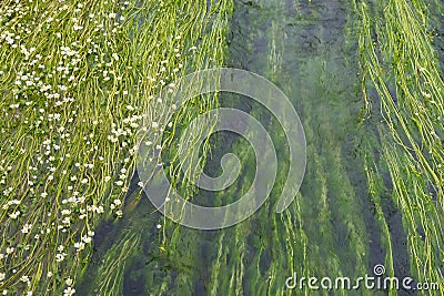 Green Water Flow