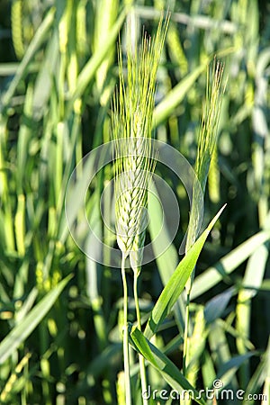 Green Wheat Field