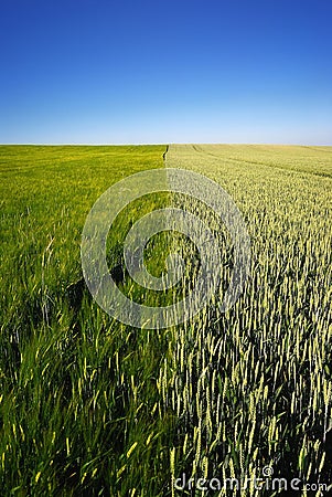 Green wheat field and blue sky