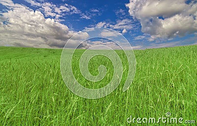 Green wheat field under blue sky and clouds