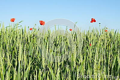 Green wheat field with wild poppies and blue sky