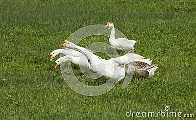 On the green, white geese