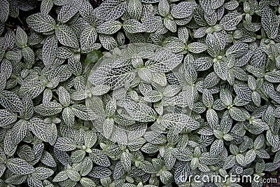 Green and White Leaf Background