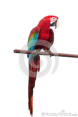 Green-winged Macaw Ara chloropterus red birds isolated on white background with clipping path.
