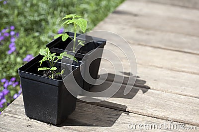 Green, young seedling tomatoes