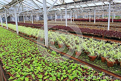 Spring greenhouse nursery