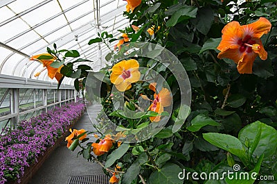 Greenhouse Flowers