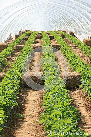 Greenhouse with strawberries