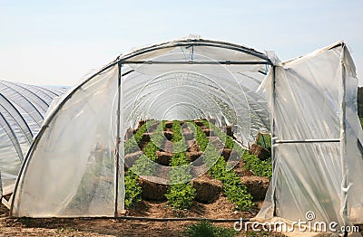 Greenhouse with strawberry plants