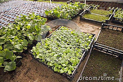 Greenhouse for vegetables - cucumbers
