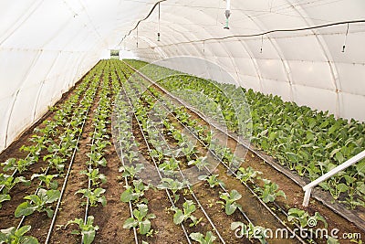 Greenhouse for vegetables - kohlrabi
