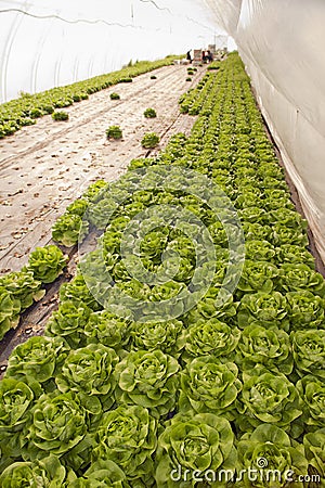 Greenhouse for vegetables - lettuce