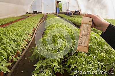 Greenhouse for vegetables - thermometer